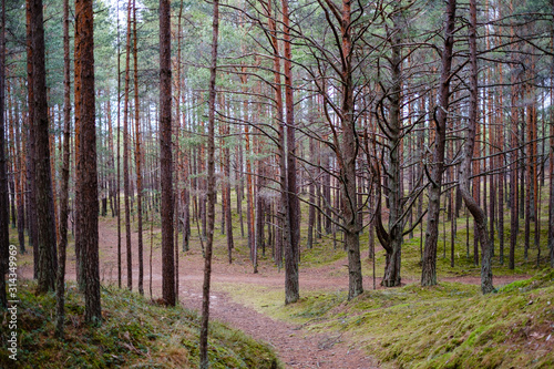 empty pine tree forest in late autumn