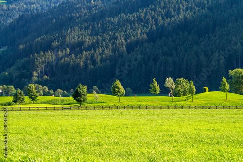 Fresh green grass in the meadow on a background of forest