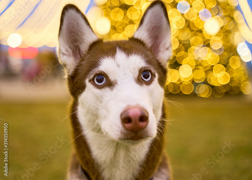 Photography Beautiful photo of husky with big blue eyes and standing ears looking out to right against background of holiday lights in evening