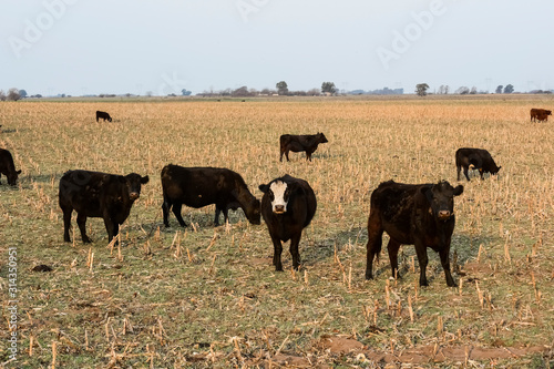Livestock, Argentine meat production , in Buenos Aires countryside, Argentina