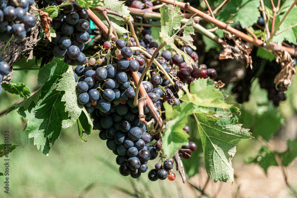 Big bunch of red wine grapes hang from a lush green vine. Vineyard in Tuscany. Big bunch of red wine grapes hang from a lush green vine. Vineyard in Tuscany.