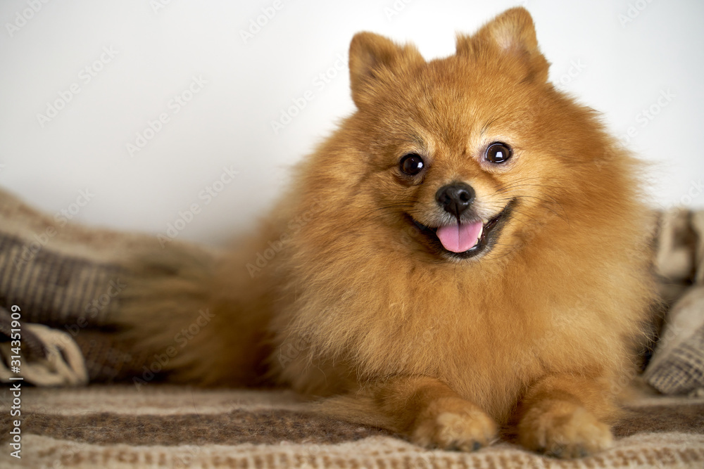 Beautiful photo of German Spitz ginger color with eyes button with standing ears sticks out tongue turns head on side smiles laughs lies on blanket. Close-up portrait of dogs muzzle. shot of animal