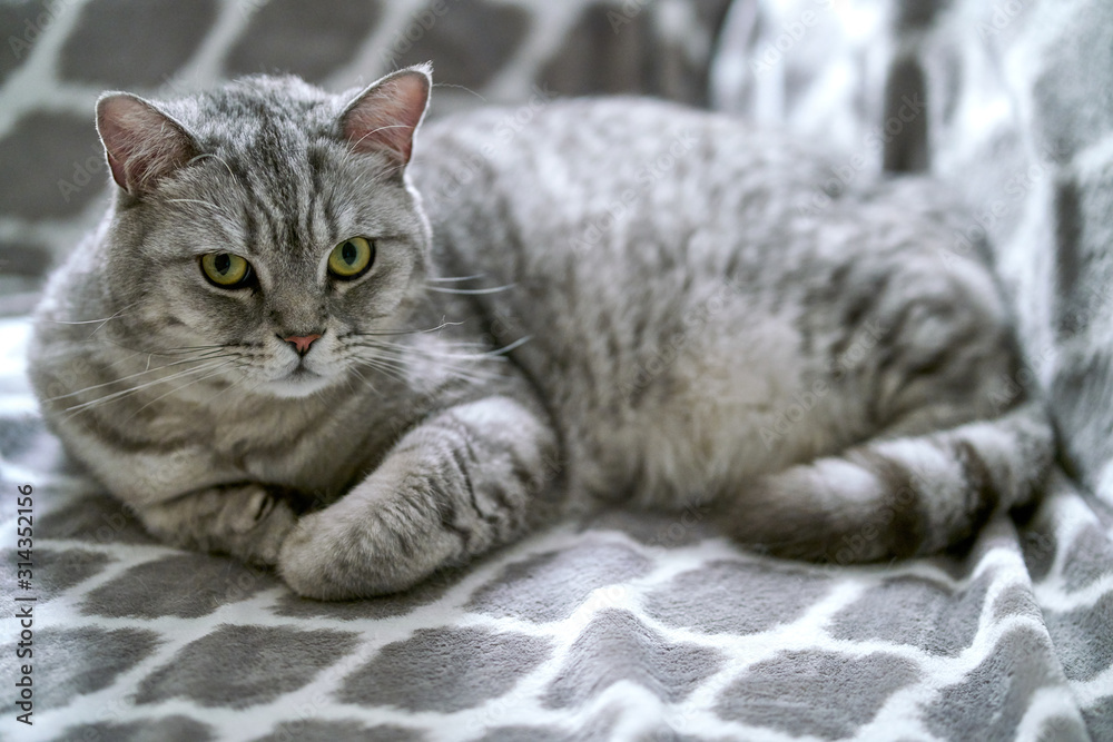 A gray British Scottish fold cat lies on a sofa on the floor and looks forward.