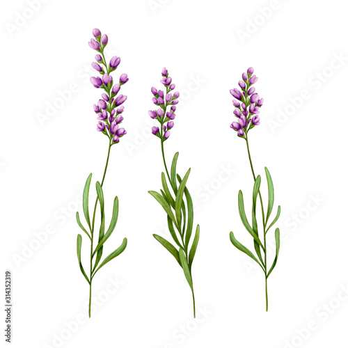 lavender clipart spring floral