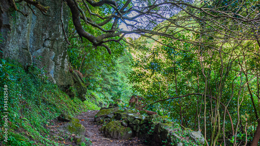 Obraz premium Camino hacia el bosque 