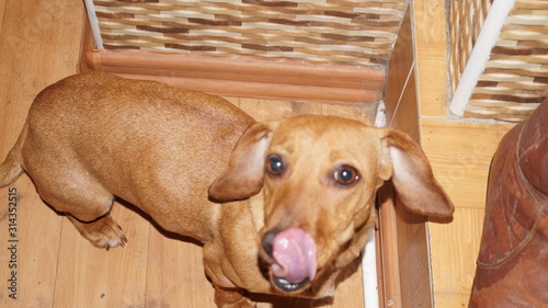 dog in a cage