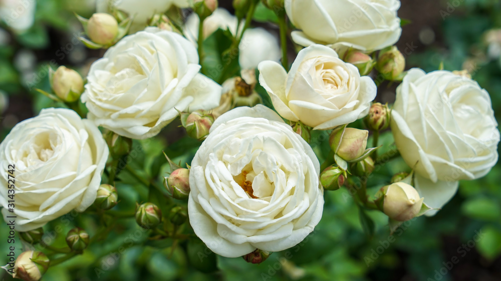 White rose flower blooming isolated from green leaves plant growing in garden White rose flower blooming isolated from green leaves plant growing in garden