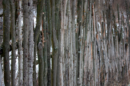 Fototapeta Naklejka Na Ścianę i Meble -  A fence of tree trunks. Trunks of trees without bark and branches stand next to each other. Trunks are tightly pressed against each other. Side view.