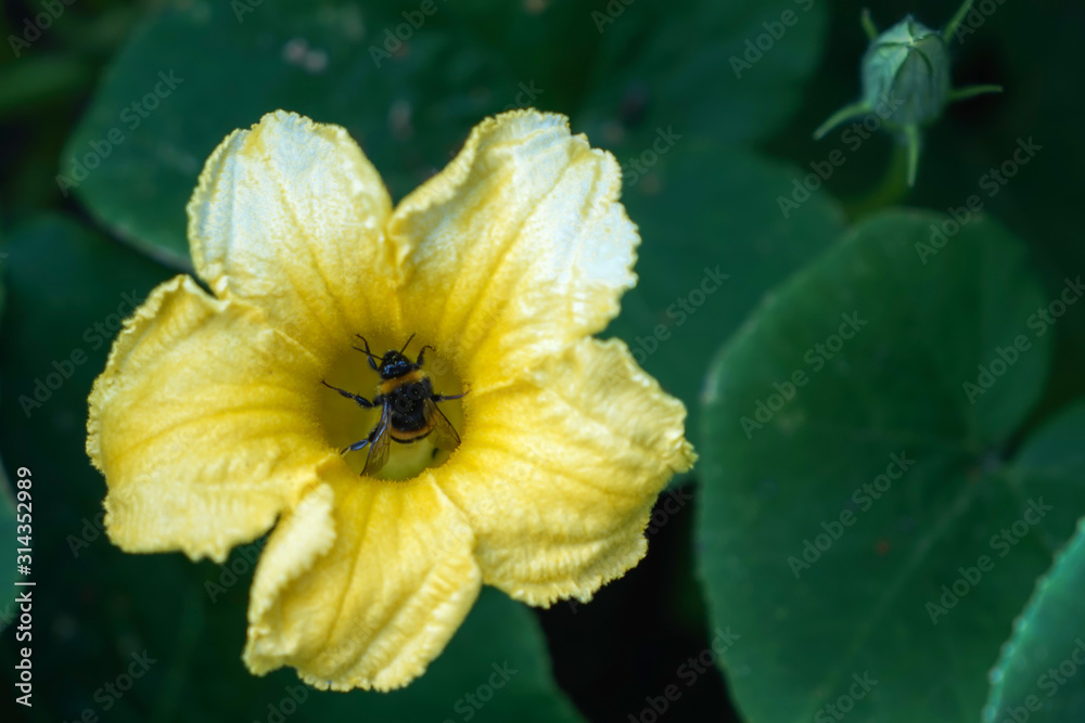 Yellow bright squash flower on green leaves background Yellow bright squash flower on green leaves background