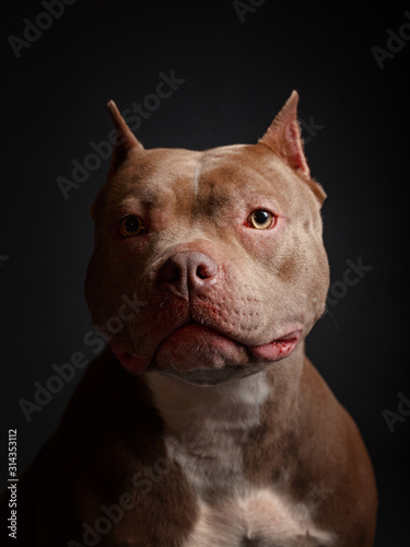 Dog breed American pit bull terrier. Dark background. © Max