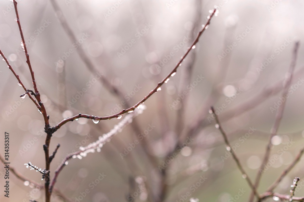 water drop isolated on tree branch water drop isolated on tree branch