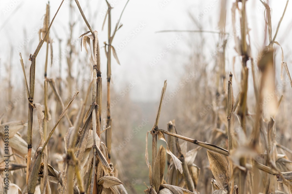 Fototapeta premium dry corn field plants isolated. maize corn seedlings
