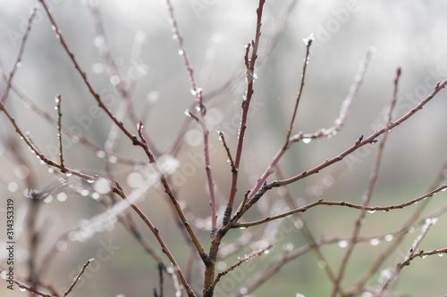 orchard tree branches with rain drops