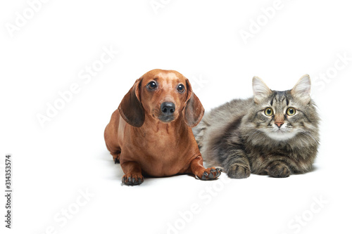 Red dog dachshund and cat on a white isolated background