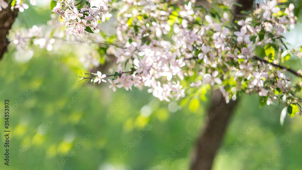 Beautiful floral spring background of nature. Branches of cherries in sunlight and green grass, easter and spring background Beautiful floral spring background of nature. Branches of cherries in sunlight and green grass, easter and spring background