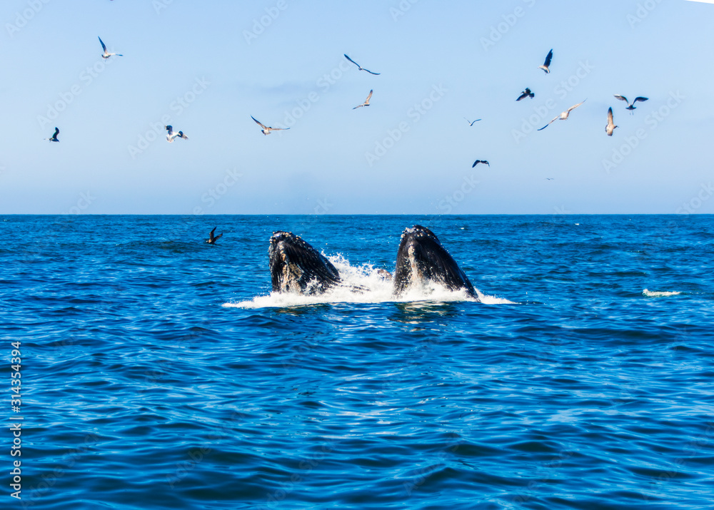 Fototapeta premium whales