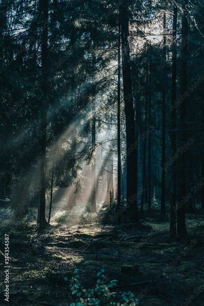 Obraz premium Morning sunlight shines through deep pine tree forests in Luneberg Heide woodland in Germany
