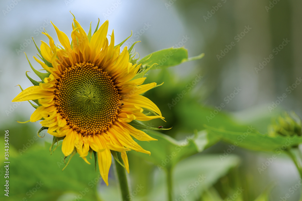 Bright yellow flower of a sunflower in the garden. Bright yellow flower of a sunflower in the garden.