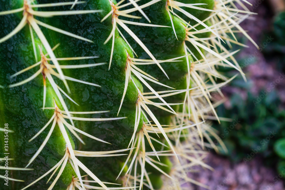 Long sharp spines of a cactus. macro photo Long sharp spines of a cactus. macro photo
