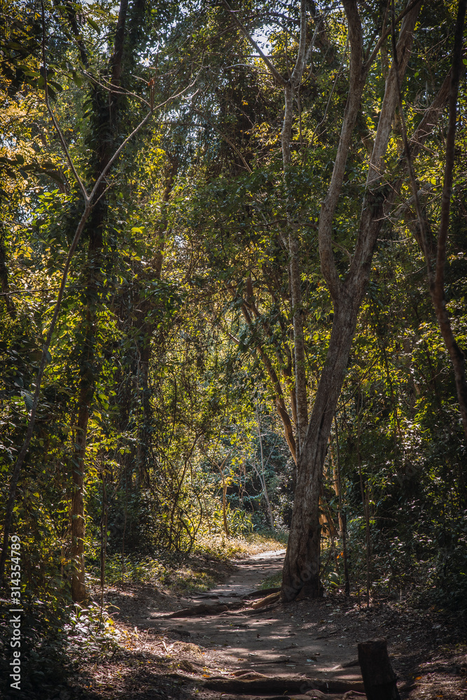 A trail in the Copan Ruinas forest. Honduras