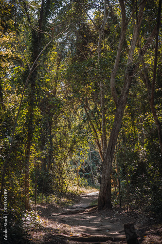 A trail in the Copan Ruinas forest. Honduras