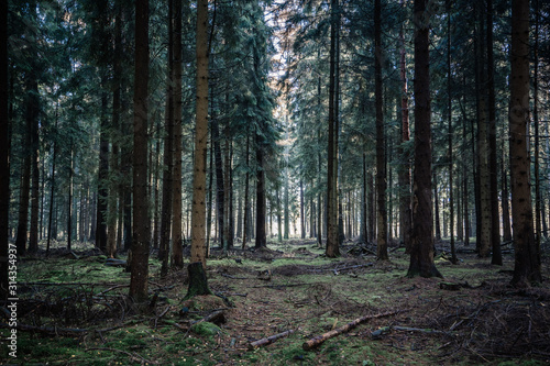Deep pine tree forests in Lüneburg Heide woodland in Germany