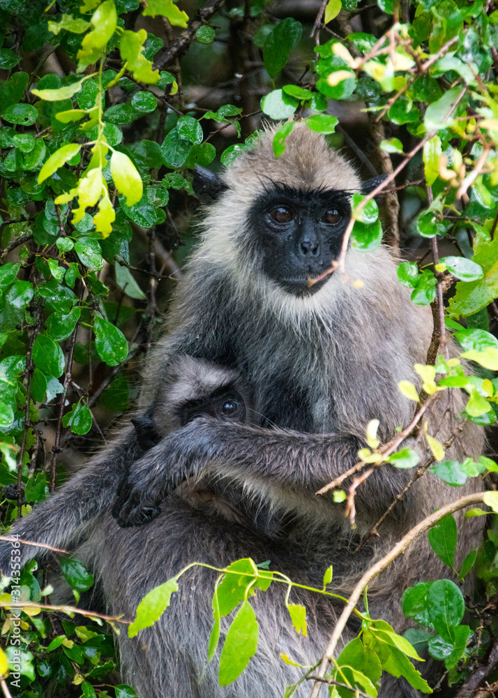 Fototapeta premium Yala NAtional PArk