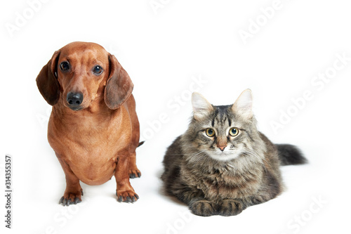 Red dog dachshund and cat on a white isolated background