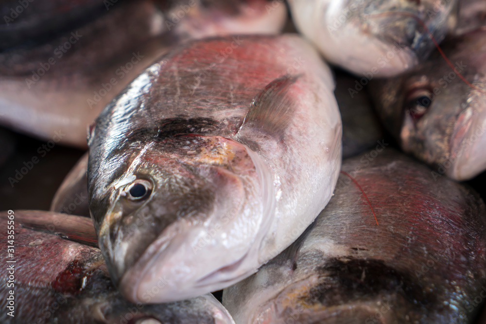 Maltese traditional fish Lampuki at fish market at Marsaxlokk Malta