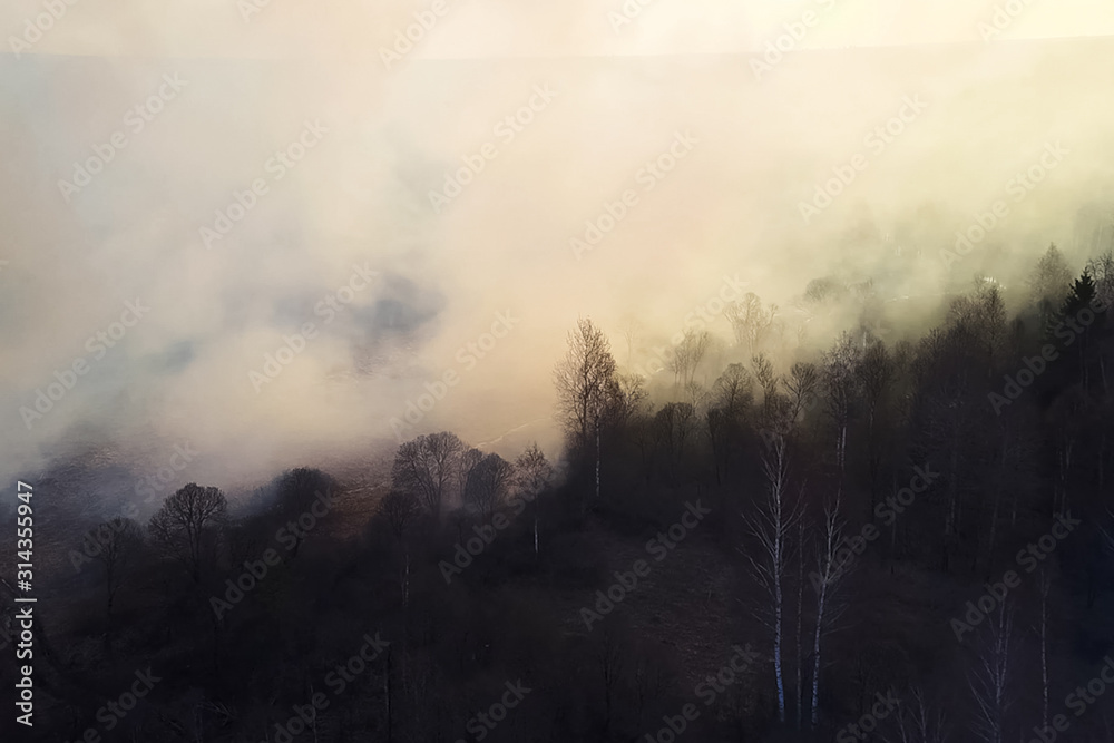 Fire in the forest, burning trees and grass. Natural fires