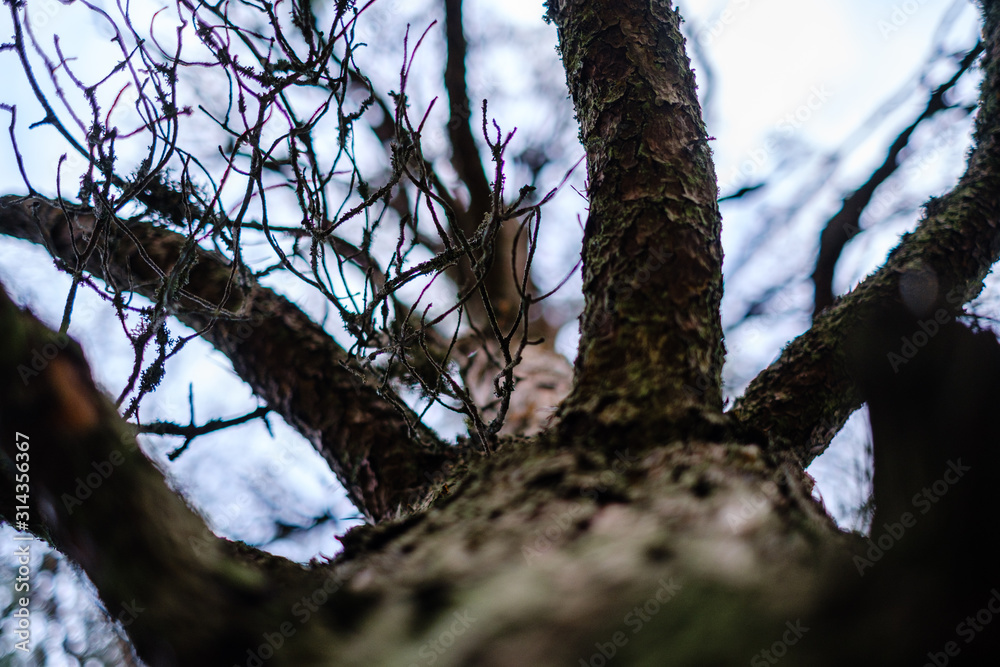 tree trunks in autumn without leaves and shallow depth of field against the sky tree trunks in autumn without leaves and shallow depth of field against the sky
