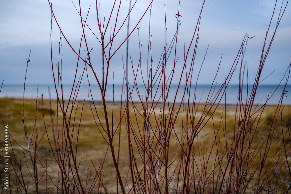 Fototapeta premium empty sea beach in autumn with some bushes and dry grass
