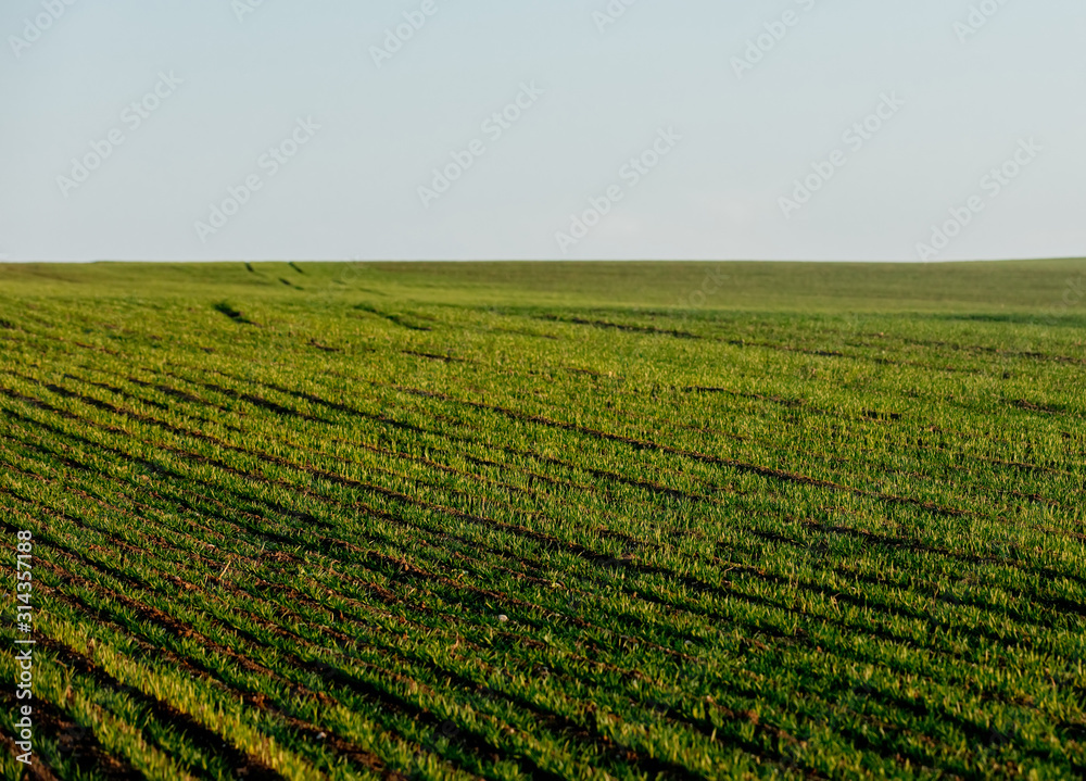 view on rows of wheat seedlings in December