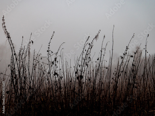 yellow, dried grass during the fog in the morning