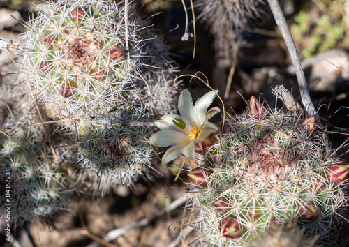 Mammillaria dioica or Strawberry cactus, flowering in the wild photo