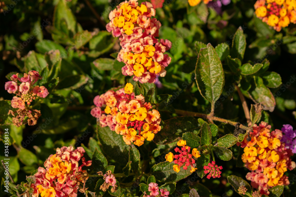 flowers in the garden