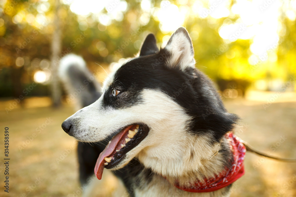 Portrait of gorgeous dog breeds husky in summer day Portrait of gorgeous dog breeds husky in summer day