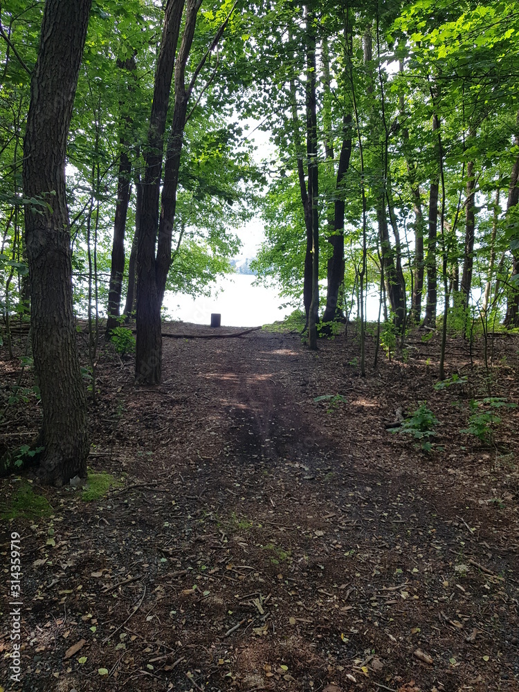 path in the forest