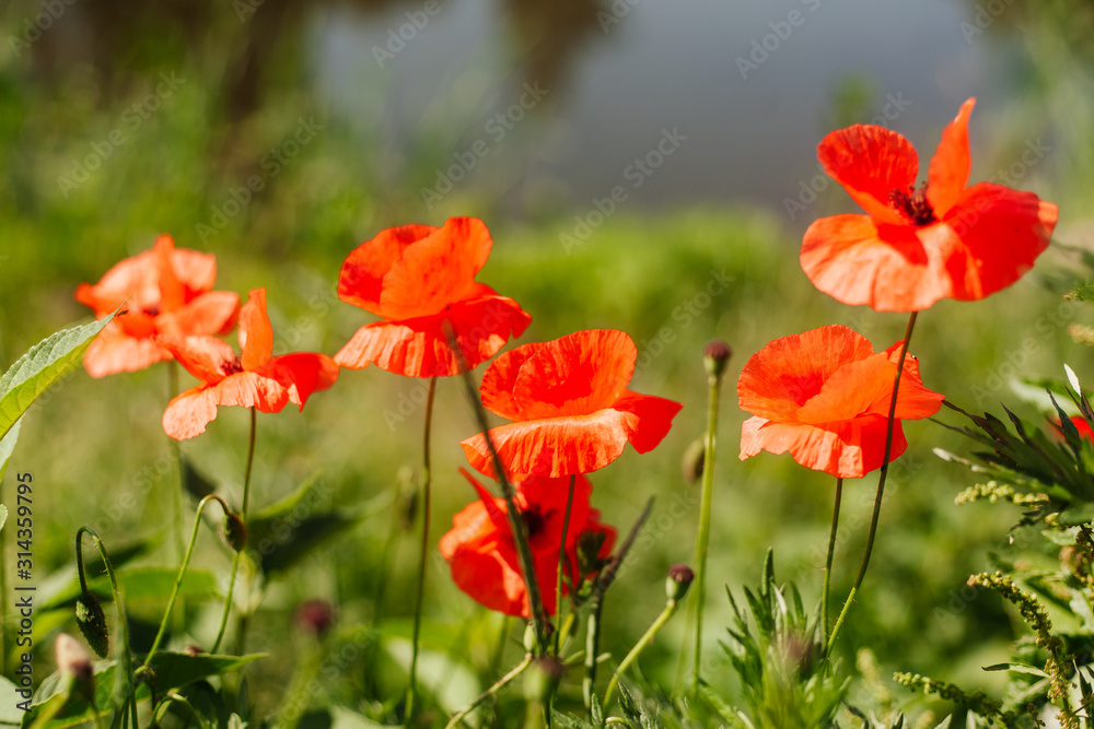 Poppy flowers in the field on a sunny summer day