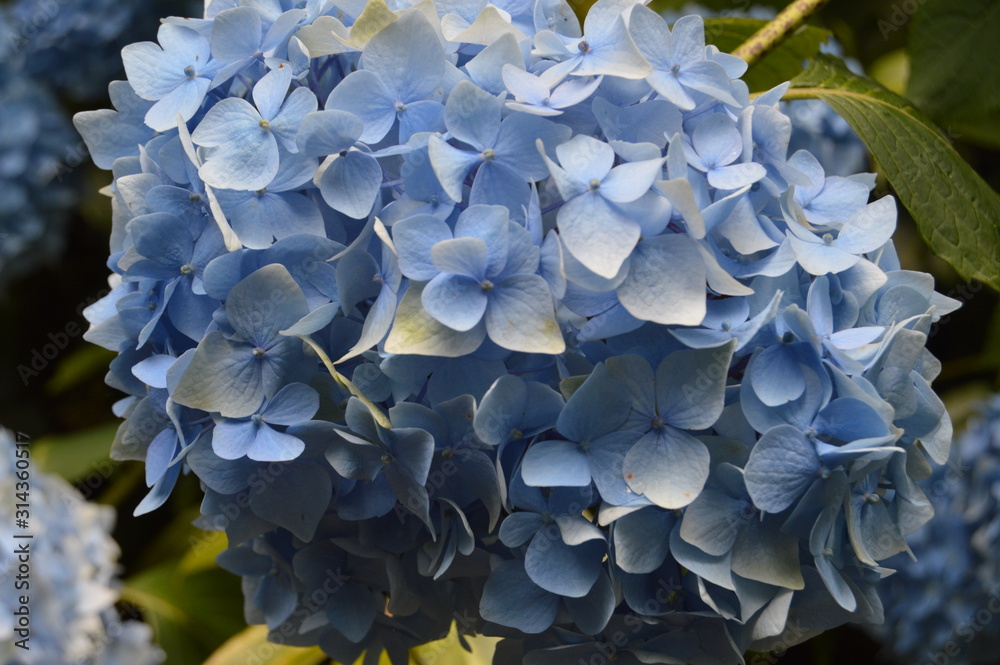 blue flowers on a background blue flowers on a background