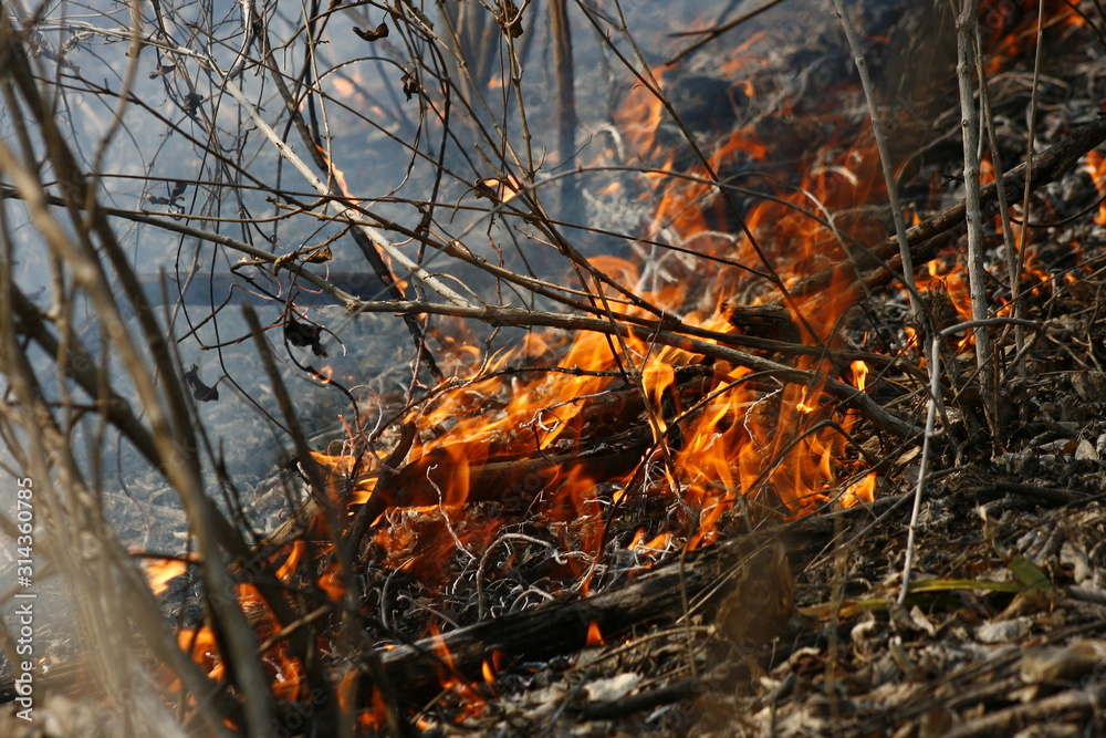 Incendio forestal Incendio forestal