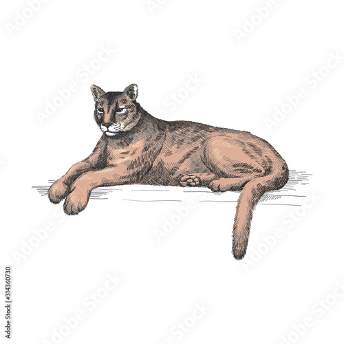 Reclining cougar. Lying American mountain lion, red tiger, panther animal. Puma predator in zoo, vector illustration, hand drawn sketch art.