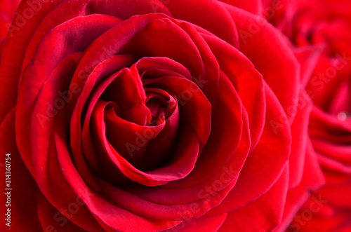 Red rose natural floral background. Bouquet for Valentine's Day concept. Copy space.Soft selective focus.