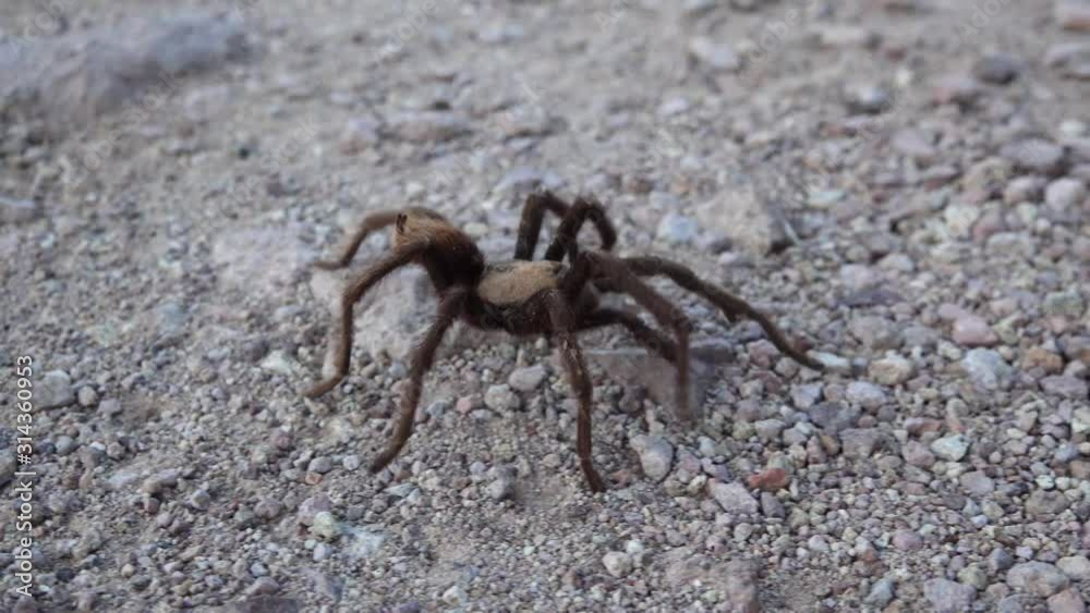 Arizona Blond Tarantula (Aphonopelma chalcodes) mature male running on the ground. Arizona, USA Arizona Blond Tarantula (Aphonopelma chalcodes) mature male running on the ground. Arizona, USA