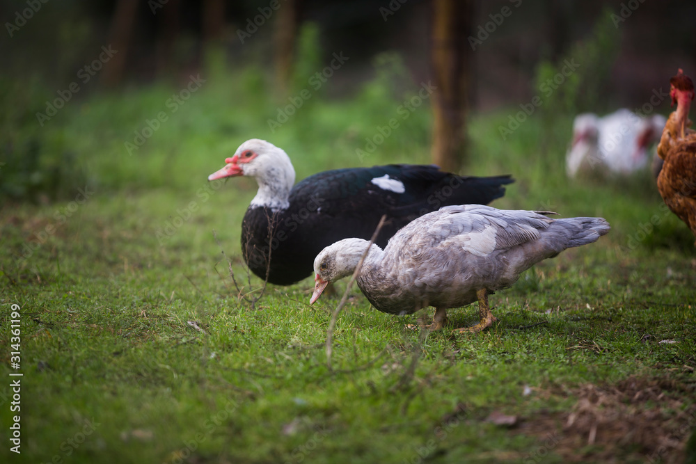 Fototapeta premium Two ducks one black and one white to eat a field pasture with green herb.