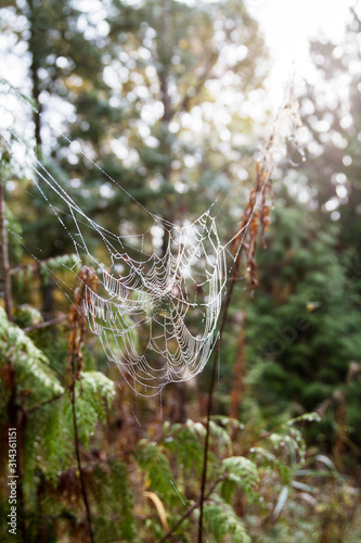 Spider builds web between branches of a bush; dew drops cover spider web and glisten in the sunshine