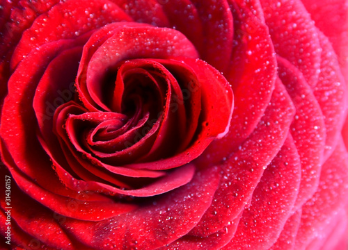 Red rose with water drops natural floral background.Bouquet for Valentine s Day concept.Copy space.Soft selective focus.