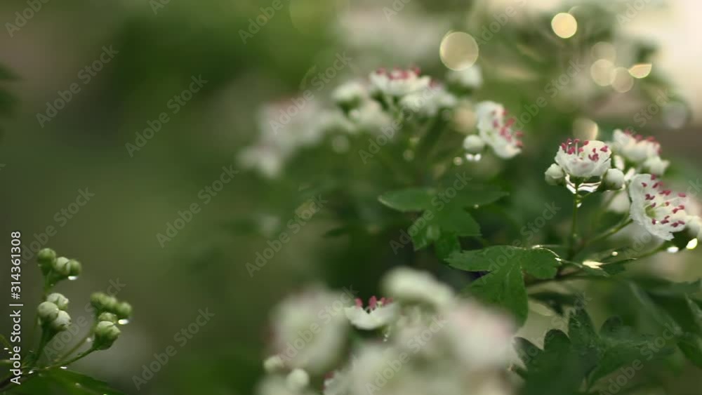 Dew on a flowering branch of hawthorn. Bokeh of water drops in backlight of the morning sun. Colorful natural background. Smooth panning. Dew on a flowering branch of hawthorn. Bokeh of water drops in backlight of the morning sun. Colorful natural background. Smooth panning.