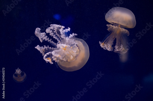 Pink-orange jellyfish in the blue ocean water