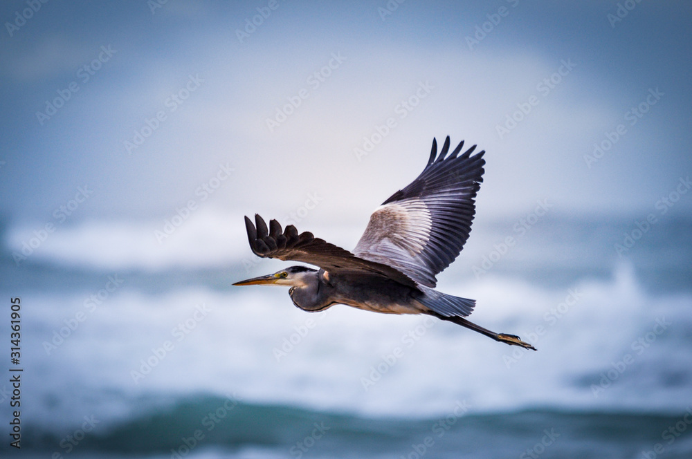 Fototapeta premium Bird flying on the beach 